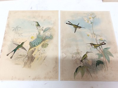 Lot 116 - Gould & Richter, eight lithographs of Hummingbirds