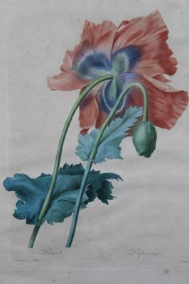Lot 124 - After Redoute by Langlois, two hand coloured engravings circa 1820s and one other