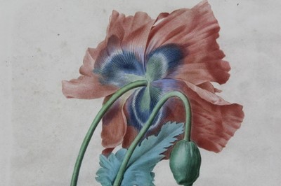 Lot 124 - After Redoute by Langlois, two hand coloured engravings circa 1820s and one other