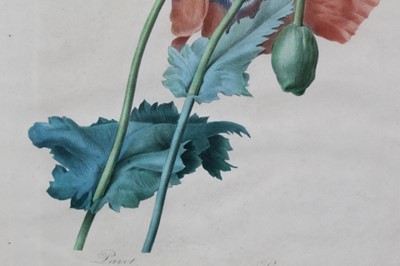 Lot 241 - After Redoute by Langlois, two hand coloured engravings circa 1820s and one other