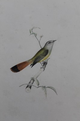 Lot 120 - Harold Martel Miller (1865-961), watercolour of an bird