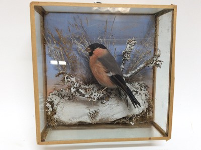 Lot 928 - Bullfinch within snowy naturalistic setting in wall mounted glazed case