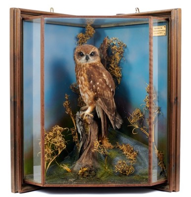 Lot 910 - Boobook Owl within naturalistic setting in wall hanging glazed corner case