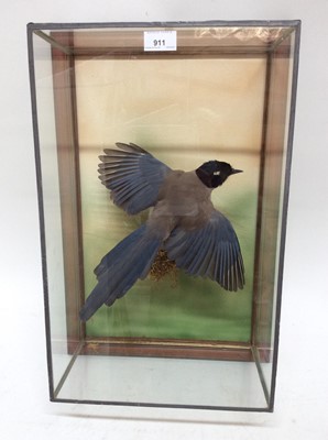 Lot 911 - Azure Magpie in flight within wall mounted glazed case