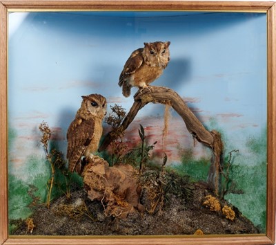 Lot 912 - Pair Collared Scops Owls within naturalistic setting in glazed corner case