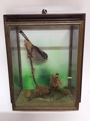 Lot 913 - Long-tailed Tit perched on a branch in wall mounted glazed case