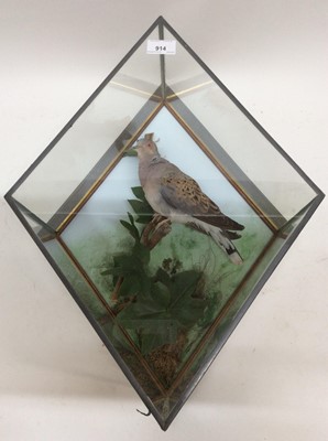 Lot 914 - Turtle Dove perched on branch within naturalistic setting in diamond shaped wall mounted glazed case