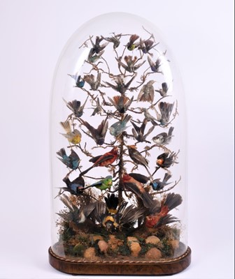 Lot 915 - Victorian display of hummingbirds and other birds of paradise within naturalistic setting under glass dome