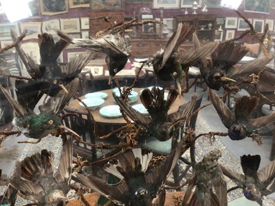 Lot 915 - Victorian display of hummingbirds and other birds of paradise within naturalistic setting under glass dome