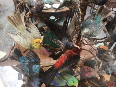 Lot 915 - Victorian display of hummingbirds and other birds of paradise within naturalistic setting under glass dome