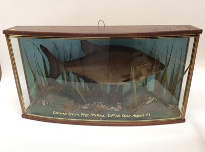 Lot 917 - Common Bream within naturalistic setting in glazed bow front case