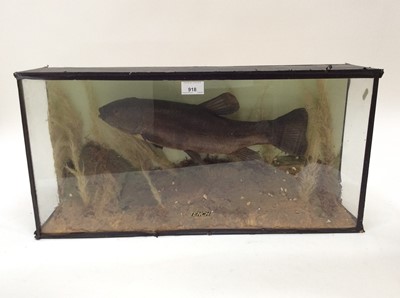 Lot 918 - Tench within naturalistic setting in glazed case