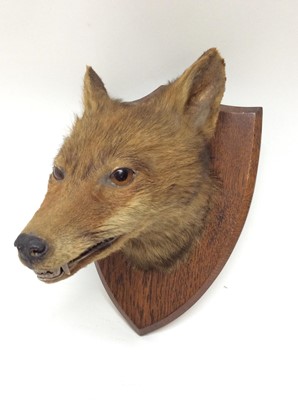 Lot 916 - Fox mask mounted on oak shield with label verso- L. W. Bartlett & Son