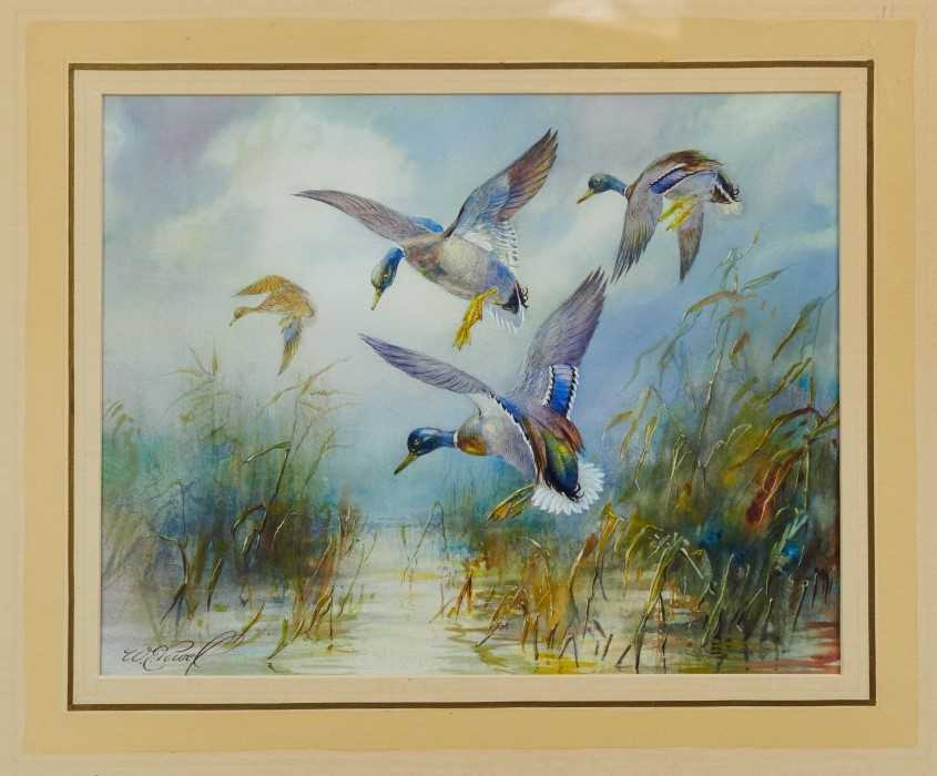 Lot 36 - William E. Powell (1878 - 1955), watercolour - mallards coming in, entitled - 'Pitching', signed, in glazed frame, 22cm x 28cm