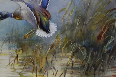 Lot 36 - William E. Powell (1878 - 1955), watercolour - mallards coming in, entitled - 'Pitching', signed, in glazed frame, 22cm x 28cm