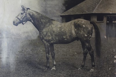 Lot 1003 - Clarence Hailey (1867-1949) large photographic print depicting 'The Tetrarch, one of the fastest horses of the century', inscribed, unframed 85cm x 102cm