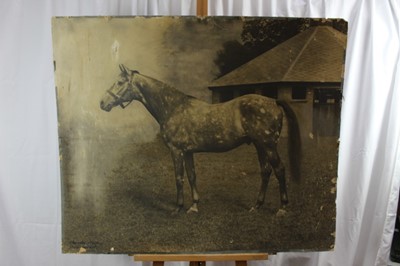 Lot 1003 - Clarence Hailey (1867-1949) large photographic print depicting 'The Tetrarch, one of the fastest horses of the century', inscribed, unframed 85cm x 102cm