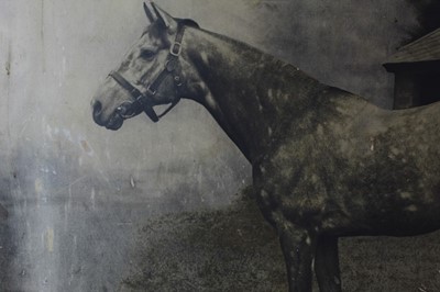 Lot 1003 - Clarence Hailey (1867-1949) large photographic print depicting 'The Tetrarch, one of the fastest horses of the century', inscribed, unframed 85cm x 102cm