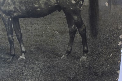 Lot 1003 - Clarence Hailey (1867-1949) large photographic print depicting 'The Tetrarch, one of the fastest horses of the century', inscribed, unframed 85cm x 102cm