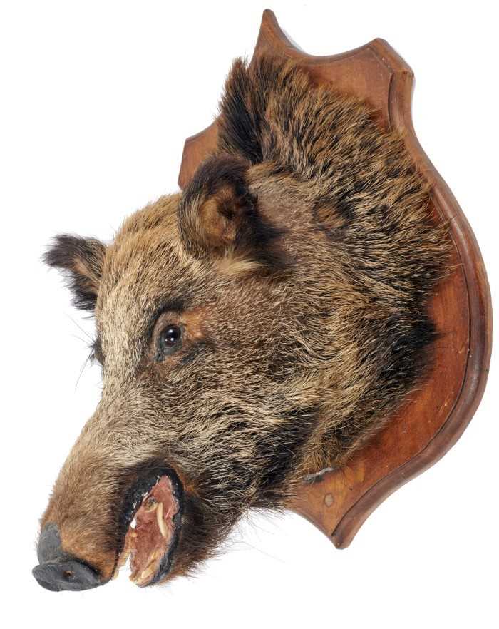 Lot 900 - Wild Boar's head with open mouth mounted on oak shield, 63.5cm x 48cm