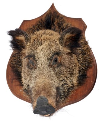 Lot 900 - Wild Boar's head with open mouth mounted on oak shield, 63.5cm x 48cm