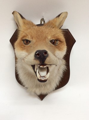 Lot 901 - Fox mask mounted on oak shield, 27cm x 22cm