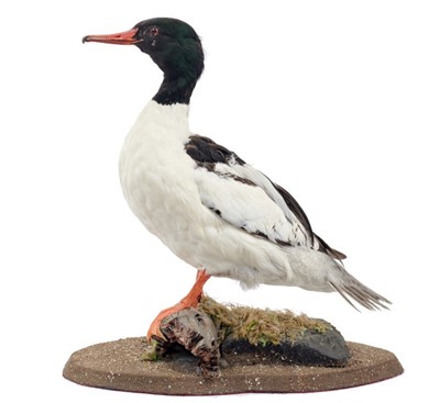 Lot 902 - Male Goosander mounted on naturalistic base, 46cm high