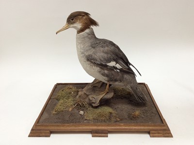 Lot 903 - Female Goosander on naturalistic base, 43cm high