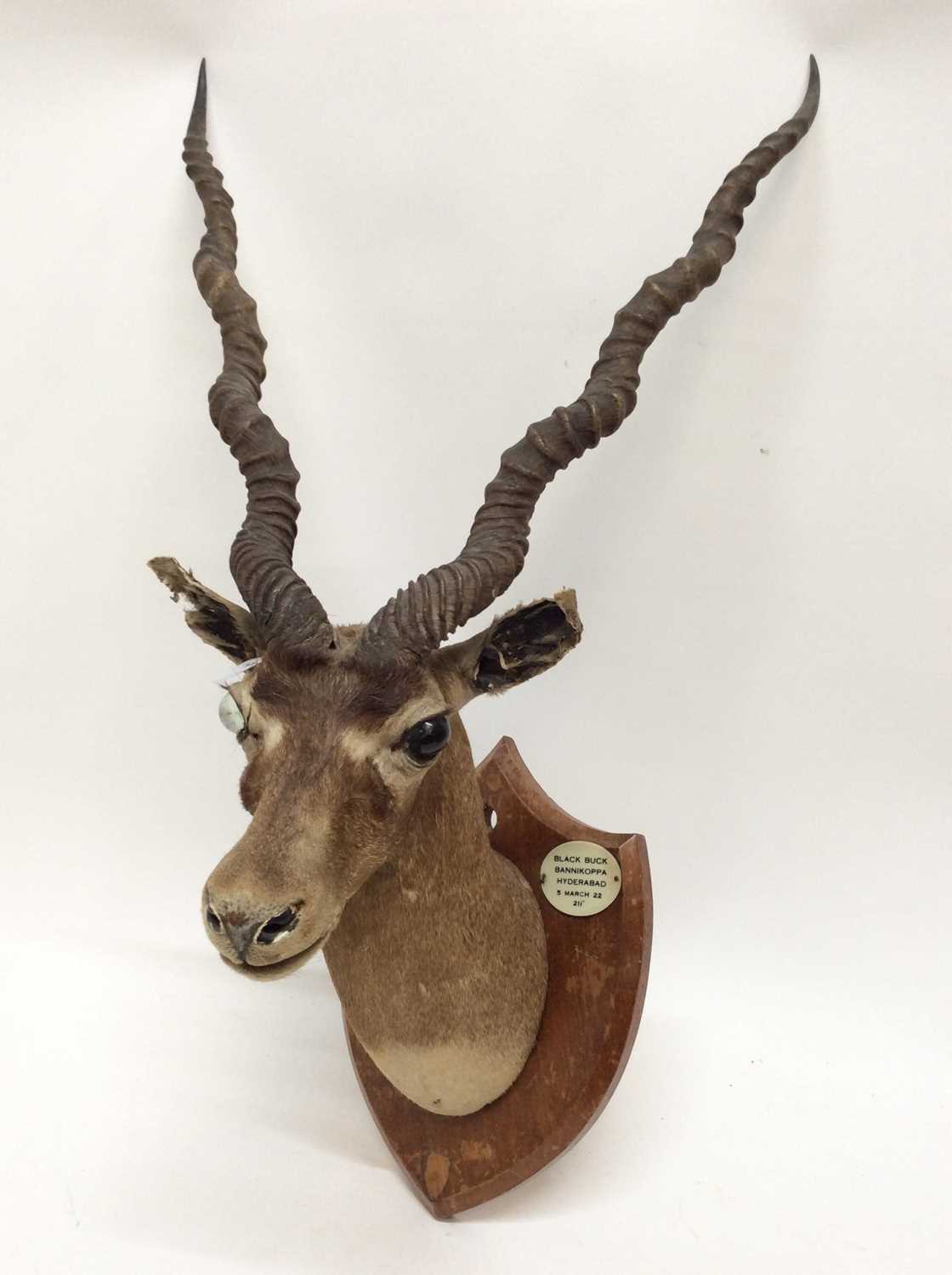 Lot 904 - 1920s Black Buck head mounted on wooden