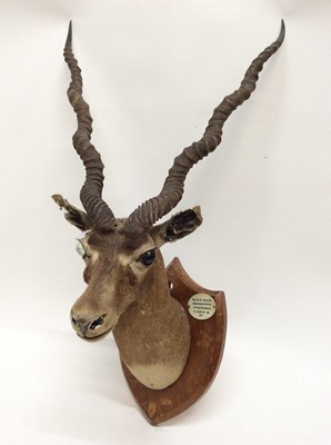 Lot 904 - 1920s Black Buck head mounted on wooden shield, bearing plaque dated 5th March 22. Total length 87cm