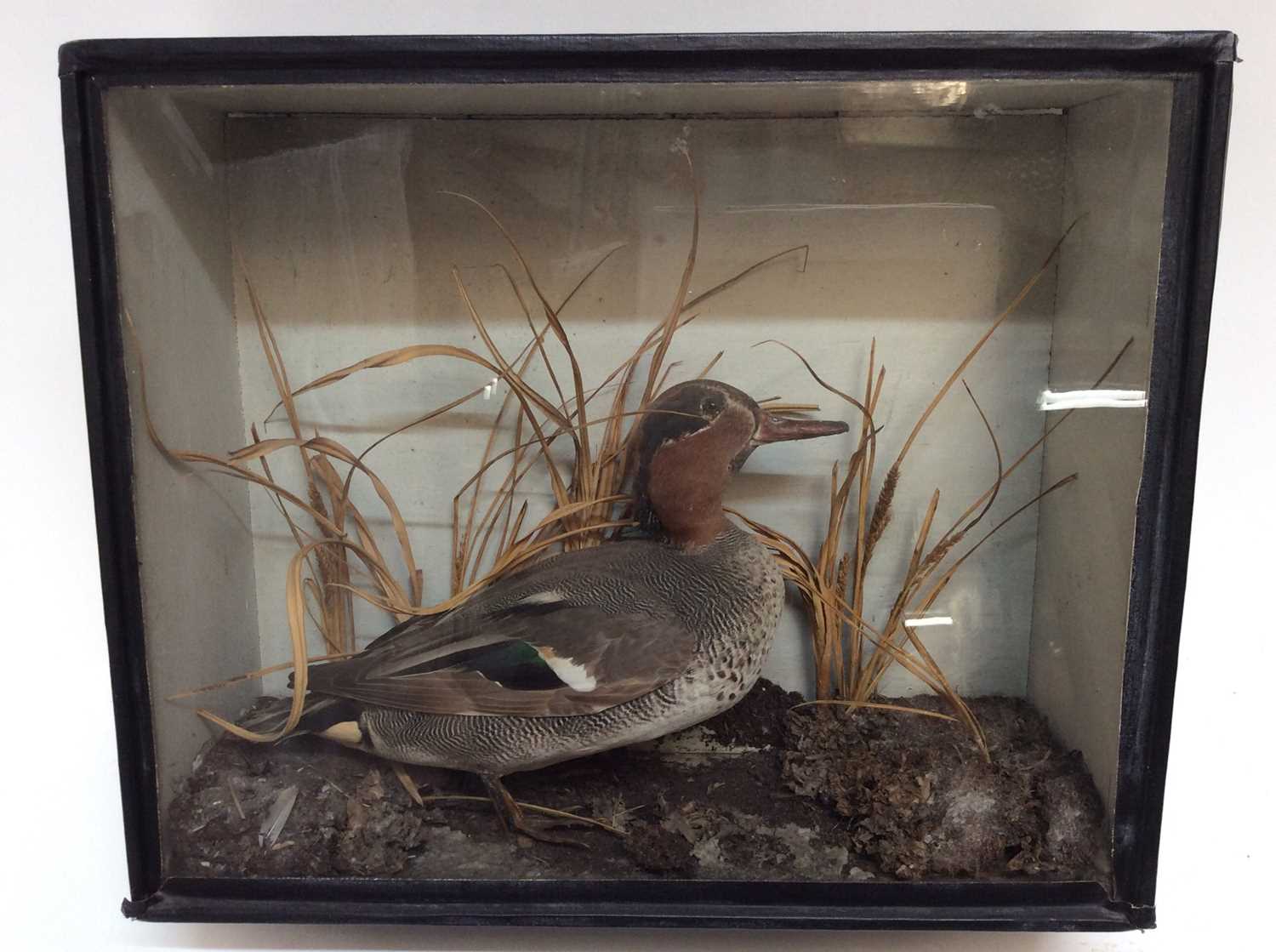 Lot 906 - Early 20th century Green Winged Teal in naturalistic setting within a glazed case, 31.5cm high x 38cm wide x 13.5cm deep