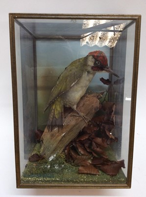 Lot 907 - Green Woodpecker in naturalistic setting within wall mounted glazed case. Frame measures 41cm high x 31cm wide x 22cm deep