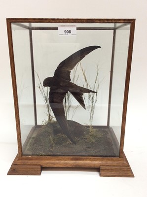 Lot 908 - Swift in flight within naturalistic setting in glazed case, 36.5cm high x 26.5cm wide x 19cm deep, together with a Corn Crake mounted on wooden base, 14cm high