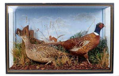 Lot 909 - Cock and hen pheasant within naturalistic setting in glazed case, 56.5cm high x 86cm wide x 30cm deep