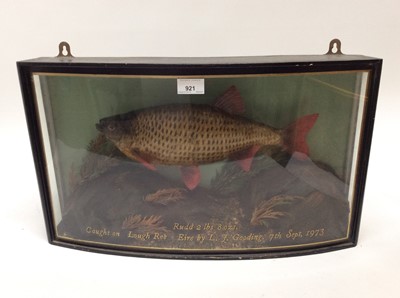 Lot 921 - Rudd in naturalistic setting within a glazed bow front case, bearing weight 2lbs 8oz, caught on Lough Ree Eire by L. F. Gooding, dated 7th Sept 1973. Case measures 31.5cm high x 55cm wide x 14cm de...