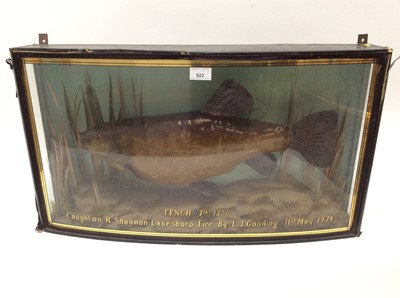 Lot 922 - Tench in naturalistic setting within a glazed bow front case, bearing weight 7lbs 13oz, caught on R. Shannon Lanesboro Eire by L. J. Gooding, dated 31st May 1974. Case measures 39cm high x 70.5cm w...