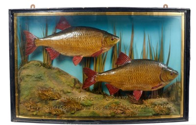 Lot 924 - Pair Rudd in naturalistic setting within a glazed bow front case, bearing weights, caught by L. J. Gooding from Lough. Ree. Eire, dated September 7th 1973. Case measures 44cm high x 70cm wide x 15c...