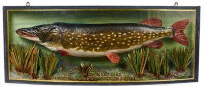 Lot 925 - Pike in naturalistic setting within a glazed bow front case, bearing weight 14lbs 8oz, caught by L. Gooding, Abberton Reservoir, dated Feb 27 1977. Case measures 39cm high x 100.5cm wide x 14cm dee...