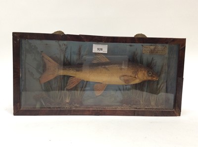 Lot 926 - Carp within naturalistic setting in glazed case bearing label- Taken by ? ? at Thames Ditton, August 22nd 1849, weight 1lb 4oz. Case measures 21cm high x 44cm wide x 9cm deep