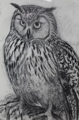 Lot 1136 - Peter Partington (b.1941) charcoal on paper - A long-eared Owl, 80cm x 55cm, in glazed frame