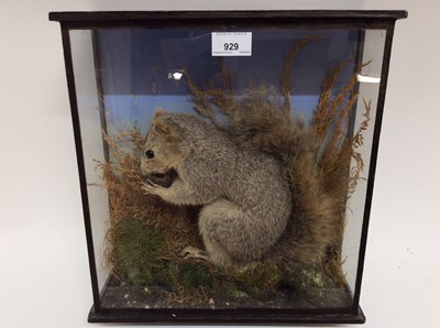 Lot 929 - Squirrel eating a walnut within naturalistic setting in glazed case, 35cm high x 33cm wide x 11.5cm deep, together with Thrush within naturalistic setting in a dismantled glazed case, 27cm high x 2...