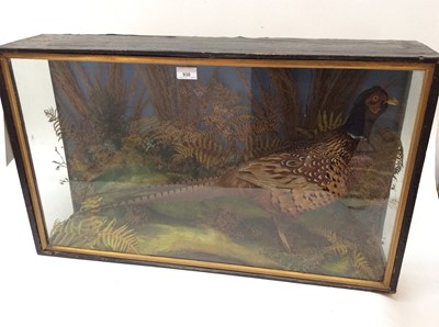 Lot 930 - Cock Pheasant within naturalistic setting in glazed case, 48cm high x 82cm wide x 19cm deep