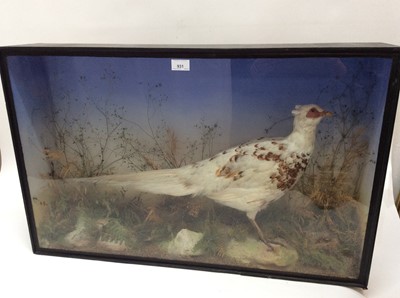 Lot 931 - White Pheasant within naturalistic setting in glazed case, bearing small green label For J. Gardener, 426, Oxford St, London. Case measures 53cm high x 84cm wide x 17.5cm deep