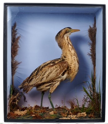 Lot 932 - Late Victorian Bittern within naturalistic setting in glazed case, with label verso for Leadbeater & Son, London. Case measures 69cm high x 58.5cm wide x 27cm deep