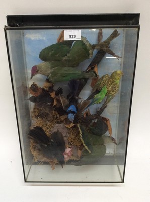 Lot 933 - Display of birds including a Budgerigar and birds of paradise within naturalistic setting in wall mounted glazed case. Frame measures 51cm high x 37cm wide x 16cm deep