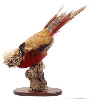 Lot 944 - Cinnamon Golden Pheasant mounted on naturalistic perch on oval oak base, 50cm high