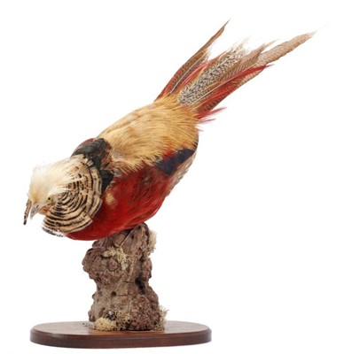 Lot 944 - Cinnamon Golden Pheasant mounted on naturalistic perch on oval oak base, 50cm high