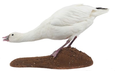 Lot 945 - Ross’s Goose hissing on naturalistic base, 30cm high x 60cm wide