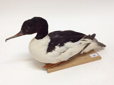 Lot 946 - Male Goosander seated on wooden base, bearing label for Giles Sim Collection via Peter Farrington, 20cm high x 43cm wide