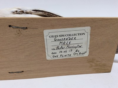 Lot 946 - Male Goosander seated on wooden base, bearing label for Giles Sim Collection via Peter Farrington, 20cm high x 43cm wide